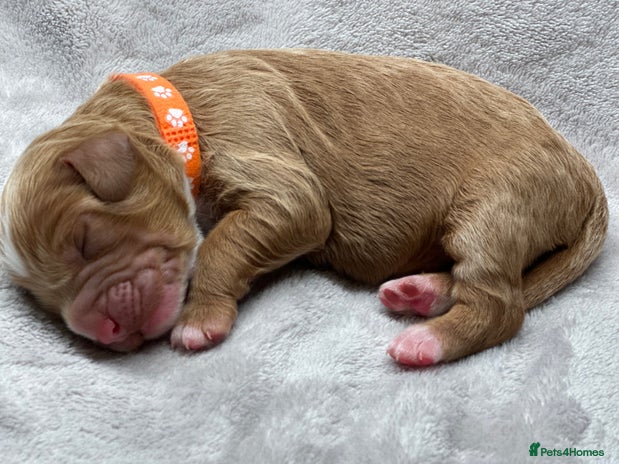 Cockapoo dogs Beautiful Cockapoo Puppies – Ready Early New Year - Advert 2