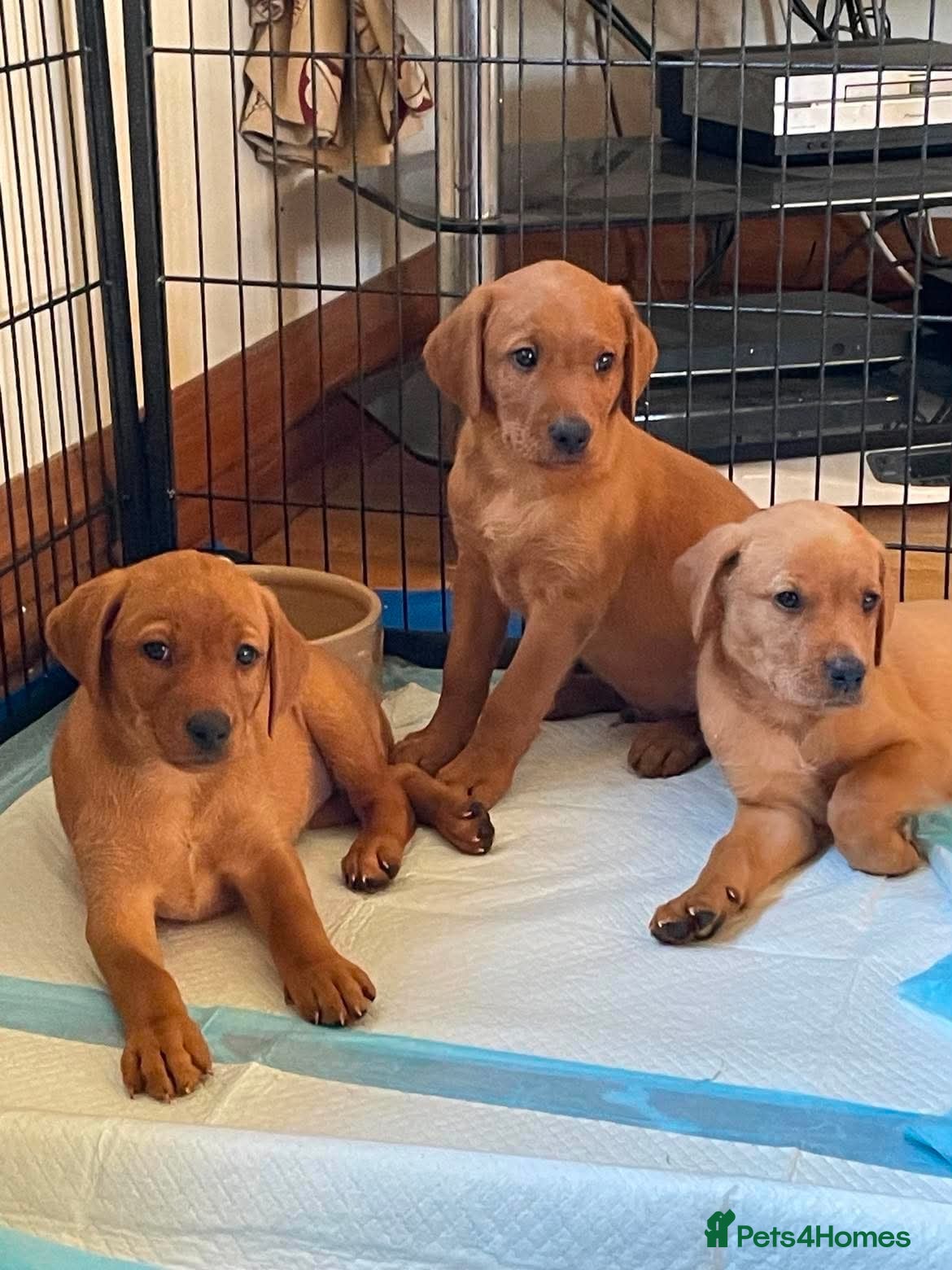 Labrador Retriever dogs STUNNING FOX RED LABRADOR PUPPIES - Advert 1