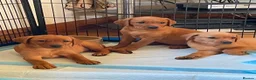 Labrador Retriever dogs for sale: STUNNING KC REG FOX RED LABRADOR PUPPIES - Advert 10