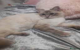 Ragdoll cats for sale: Active GCCF Ragdoll Reduced - Advert 2