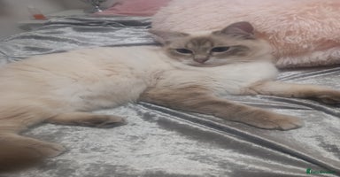 Ragdoll cats - Advert 10