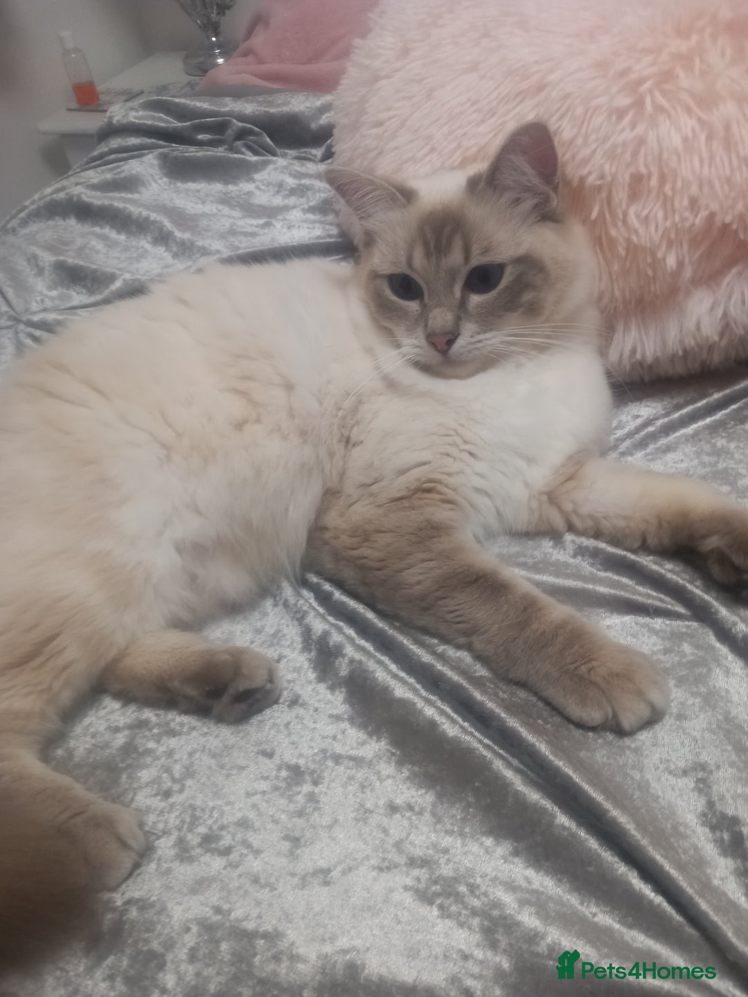 Ragdoll cats for sale: Active GCCF Ragdoll Reduced - Advert 2