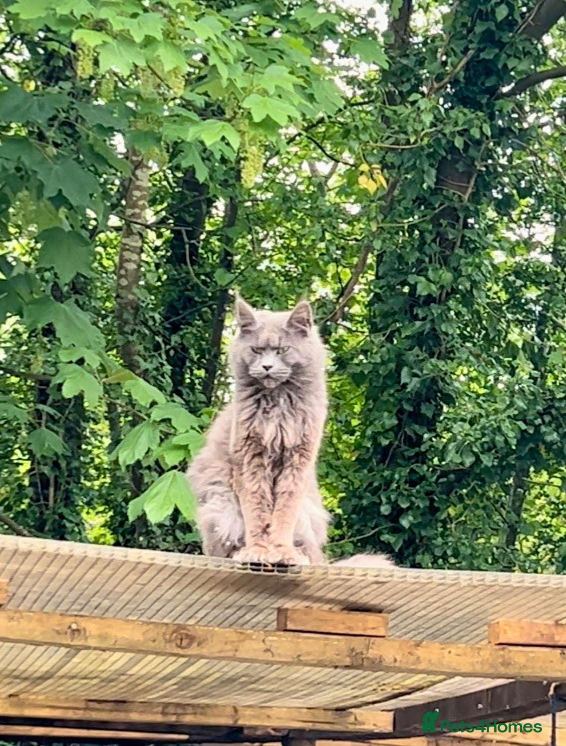 Mixed Breed cats for sale: Beautiful Maine Coon X kittens  - Advert 13