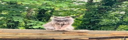 Mixed Breed cats for sale: Beautiful Maine Coon X kittens  - Advert 2