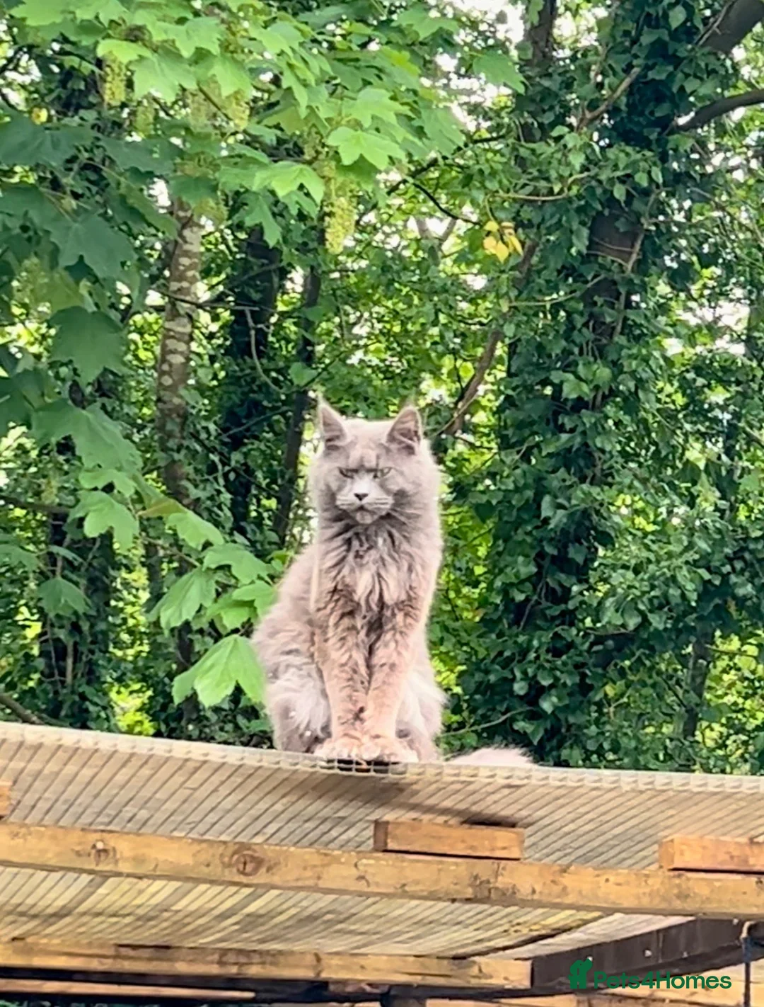 Mixed Breed cats for sale: Beautiful Maine Coon X kittens  - Advert 2