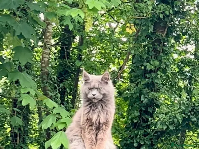 Mixed Breed cats for sale: Beautiful Maine Coon X kittens - Advert 13
