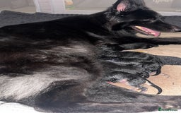 German Shepherd dogs for sale: Shepherd puppies for sale  - Image 3