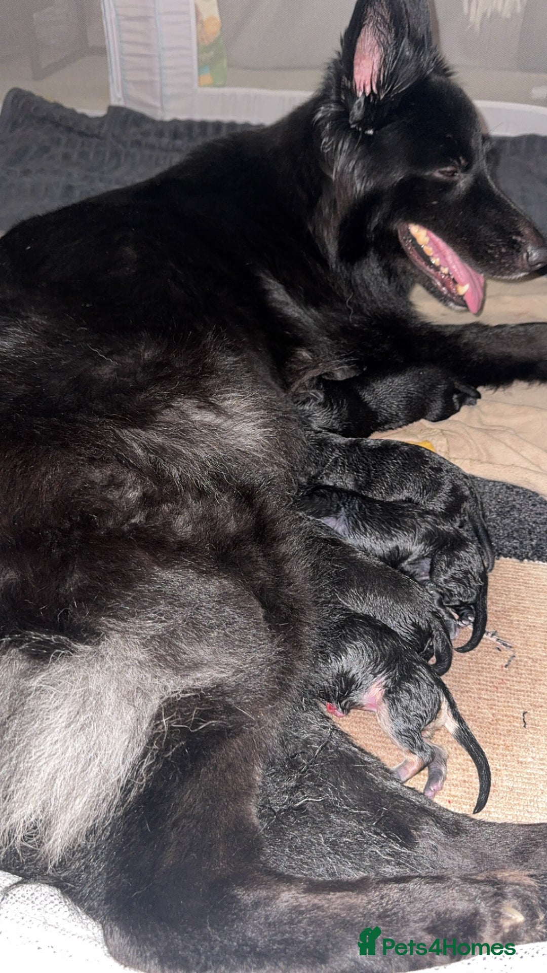 German Shepherd dogs for sale: Shepherd puppies for sale  - Image 3