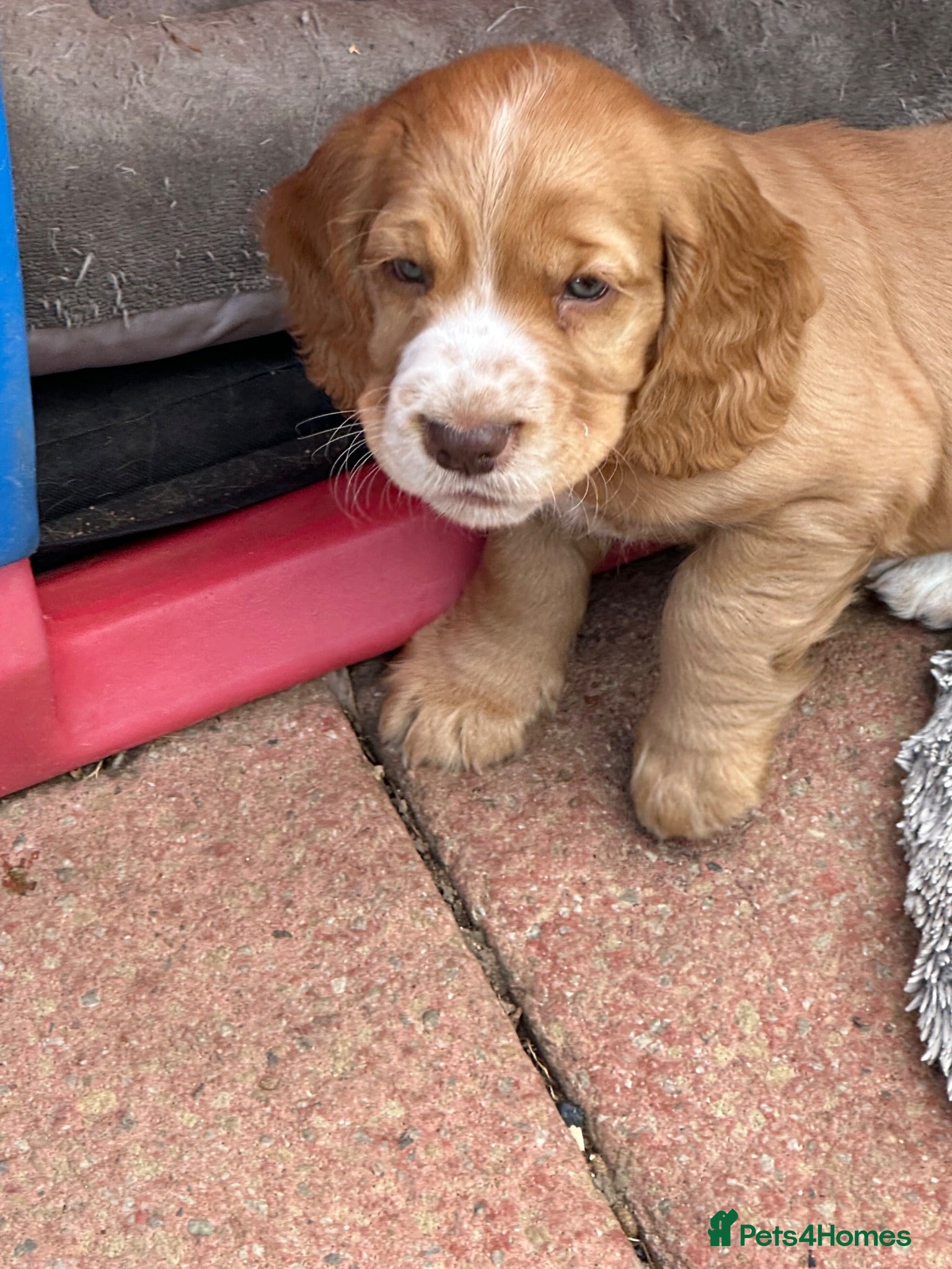 Cocker Spaniel dogs Cocker Spaniel Puppies Ready for Loving Homes - Advert 2