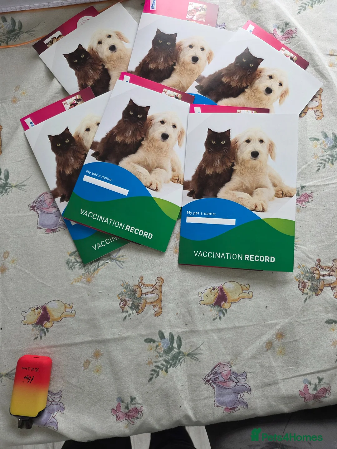 Mixed Breed dogs for sale: Beautiful king charles x pringer spaniel  - Advert 9