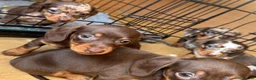 Miniature Dachshund dogs for sale: Beautiful miniature dachshund puppies  - Advert 20