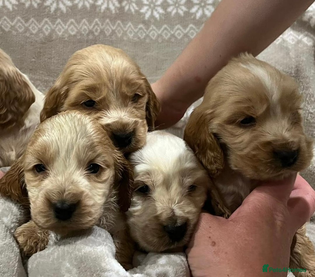 Cocker Spaniel dogs for sale: Cocker spaniel puppys - Image 7