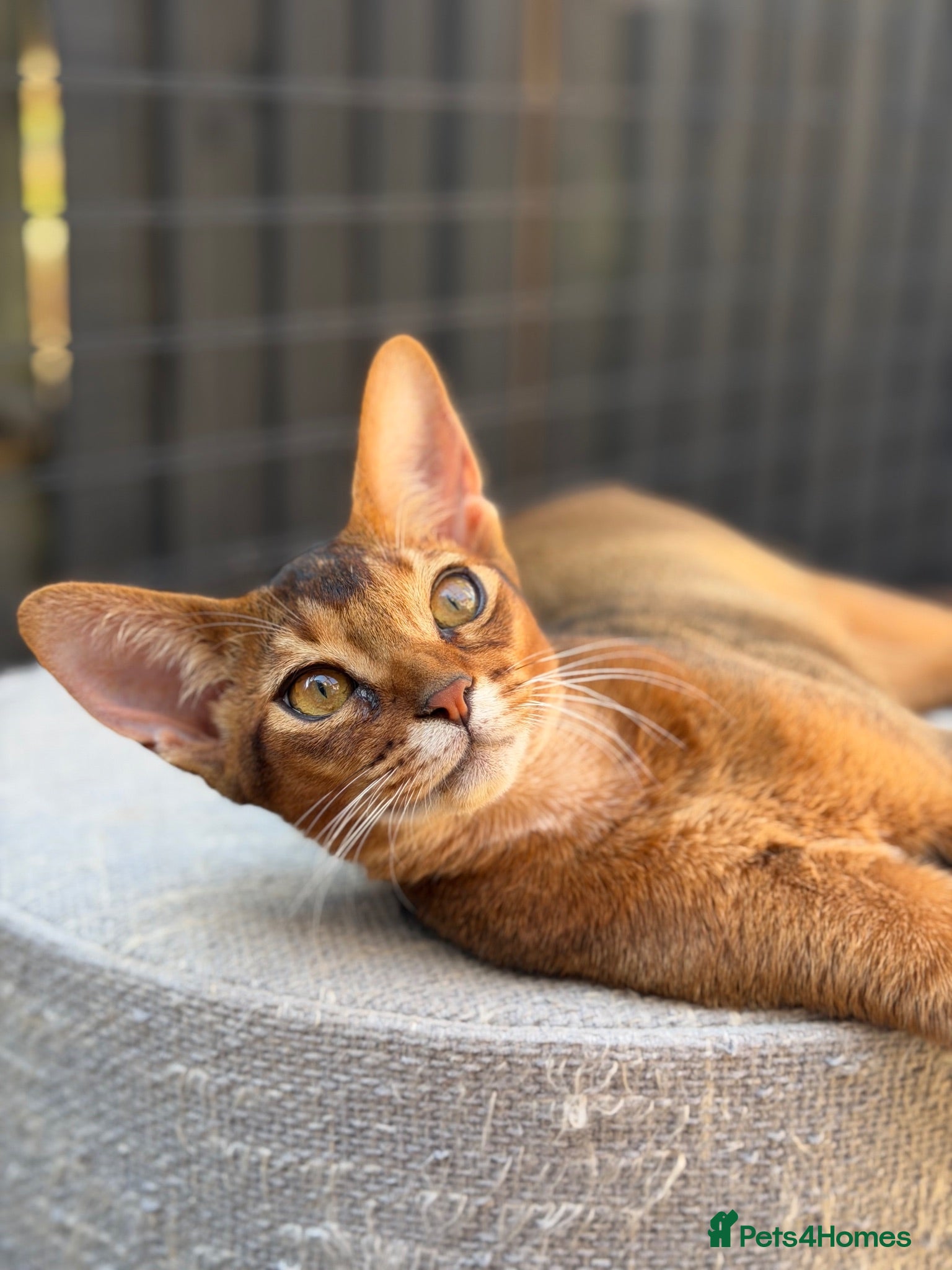 Abyssinian cats LAST BOY😻 - Advert 1
