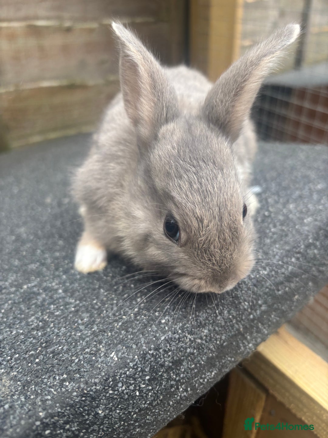 Mixed Breed rabbits for sale: 3 gorgeous baby bunnies for sale  - Image 4
