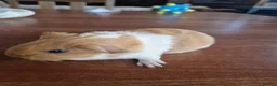 Guinea Pig rodents for sale: Baby Guinea Pigs - Advert 5