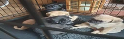 Puggle dogs for sale: Puggle puppies in Northwich - Advert 5