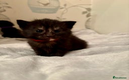 Mixed Breed cats for sale: 4 mixed breed female kittens  - Image 3