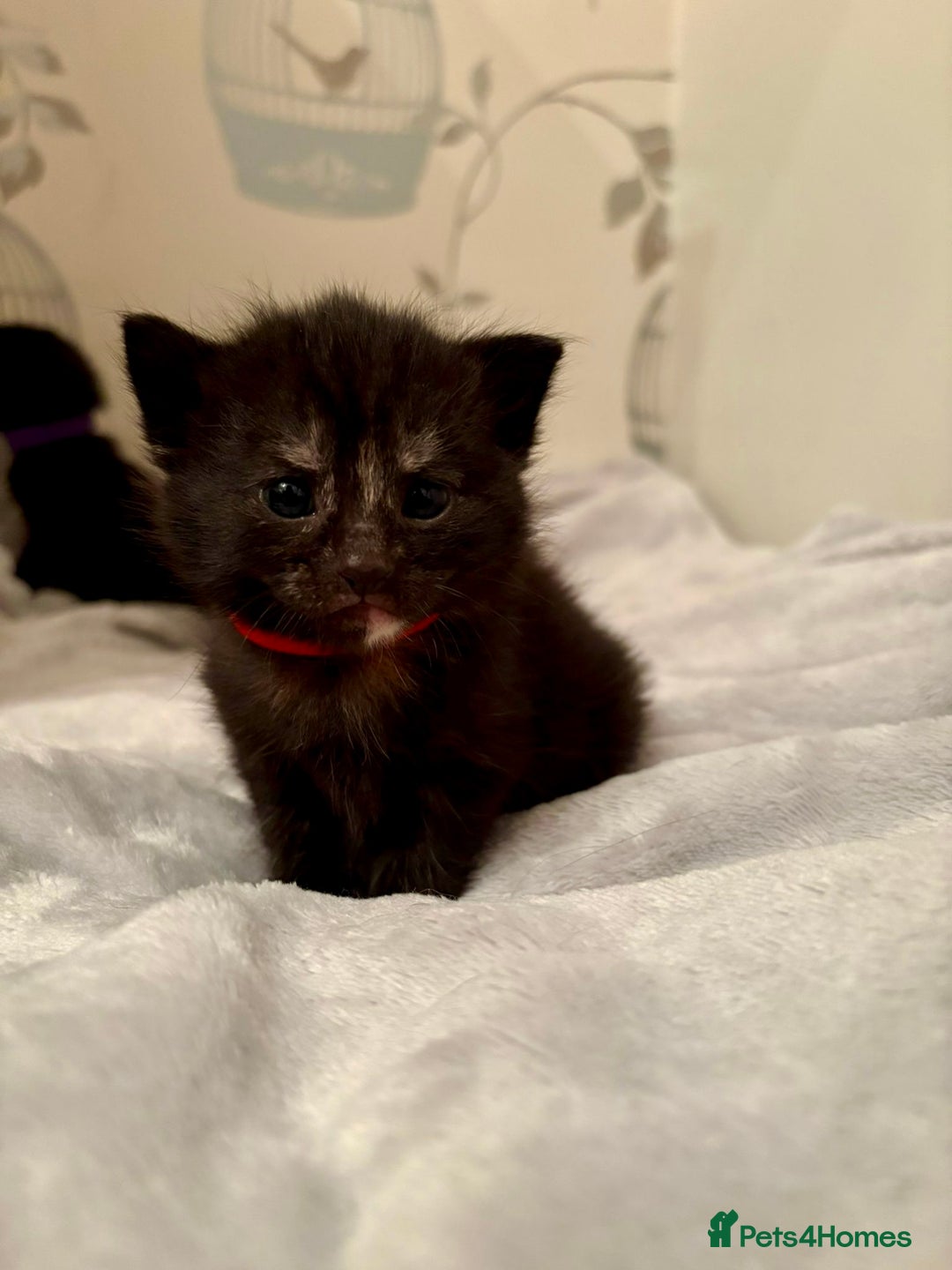 Mixed Breed cats for sale: 4 mixed breed female kittens  - Image 3
