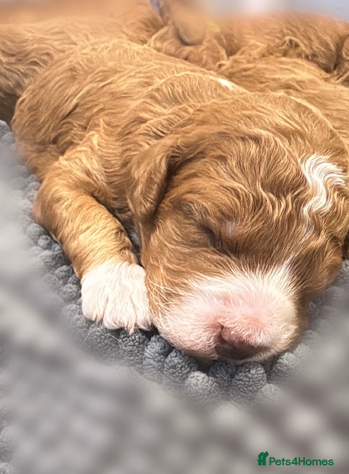 Goldendoodle dogs Beautiful double doodle puppies.  - Advert 5