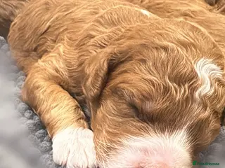 Goldendoodle dogs Beautiful double doodle puppies. - Advert 5
