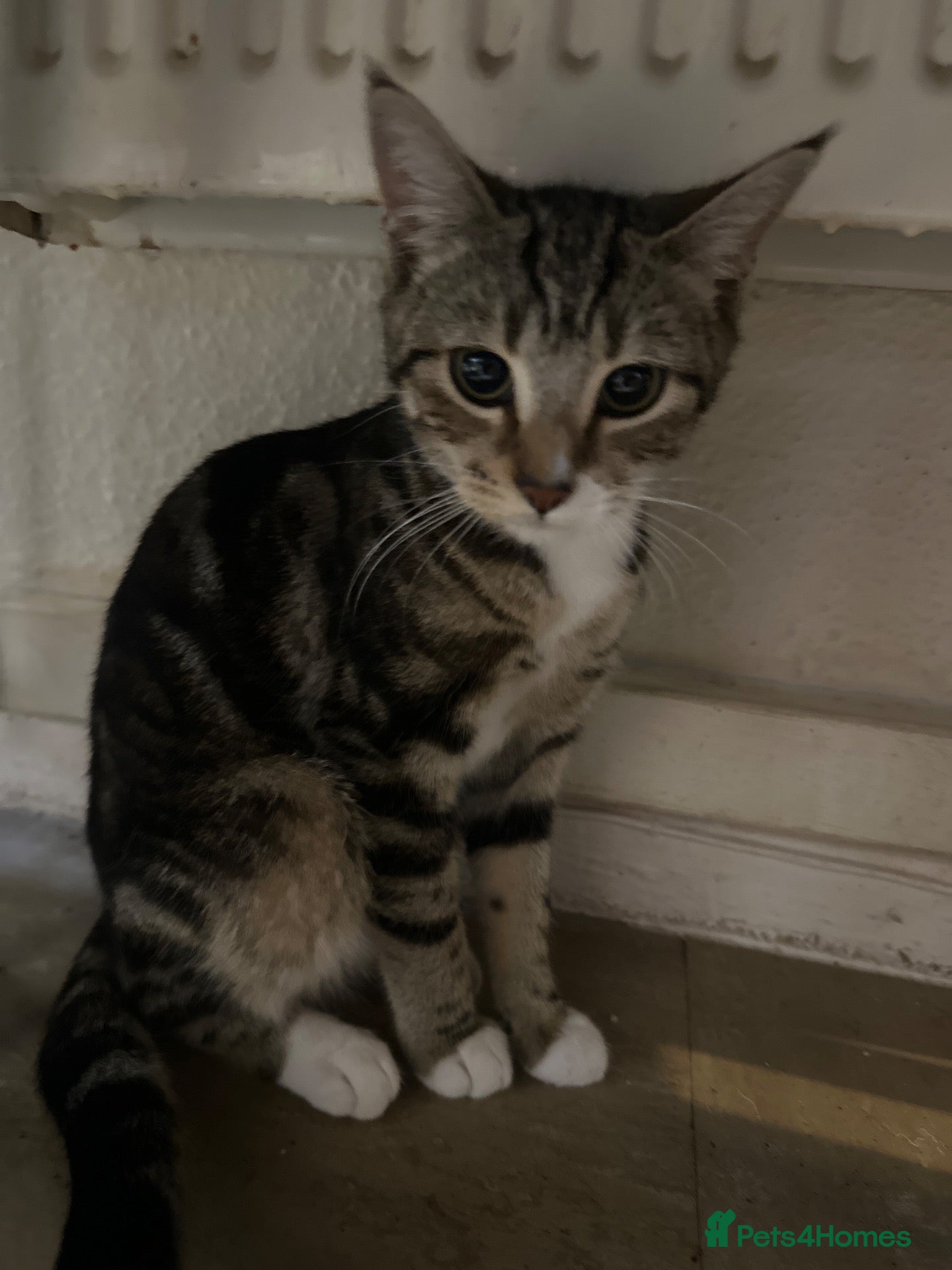 Mixed Breed cats Female cat  - Advert 7
