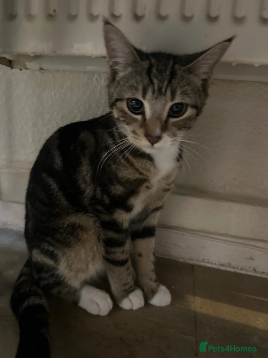 Mixed Breed cats for sale: Female cat  - Advert 1