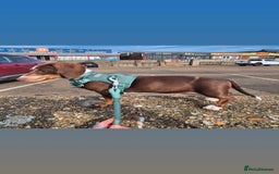 Miniature Dachshund dogs for sale: Milo the miniature dachshund  - Image 1