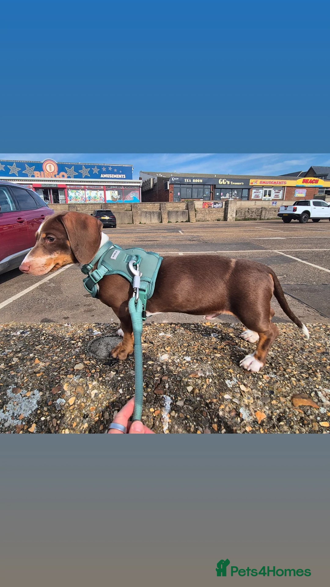 Miniature Dachshund dogs for sale: Milo the miniature dachshund  - Image 1