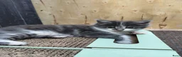 Mixed Breed cats for sale: Kitten for rehoming  in Mansfield - Advert 28