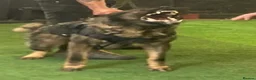 German Shepherd dogs for stud: Working German shepherd  - Advert 4