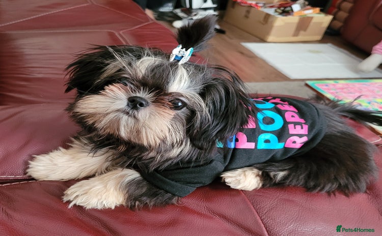 Shih Tzu dogs - Advert 1