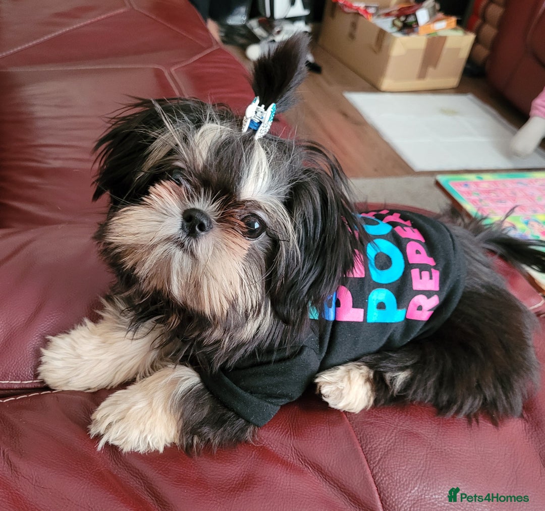 Shih Tzu dogs for stud: 2.2kgs proven STUD blue dobie imperial ShihTzu  - Image 1