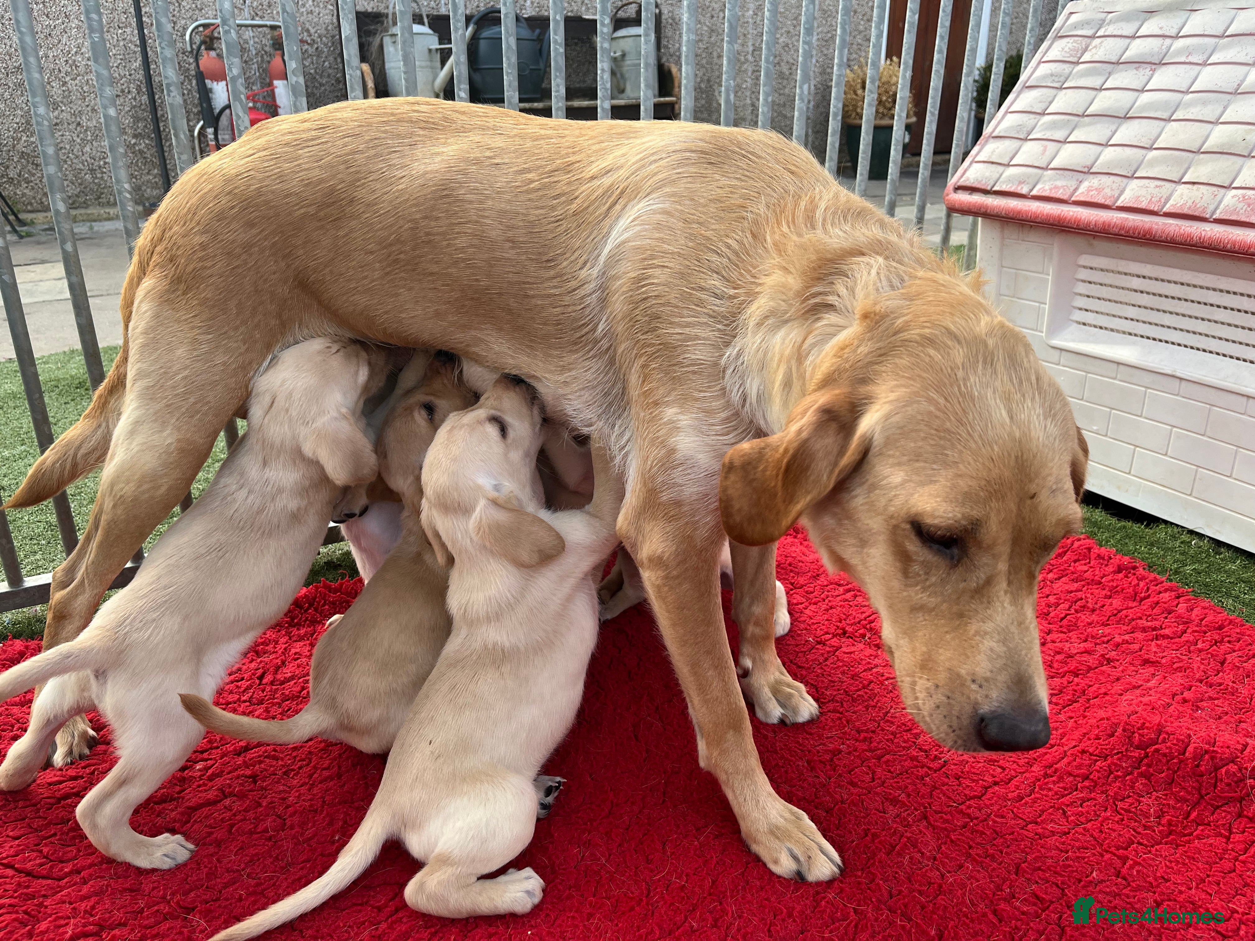 Labrador Retriever dogs Beautiful bouncy yellow Labrador puppies - Advert 2