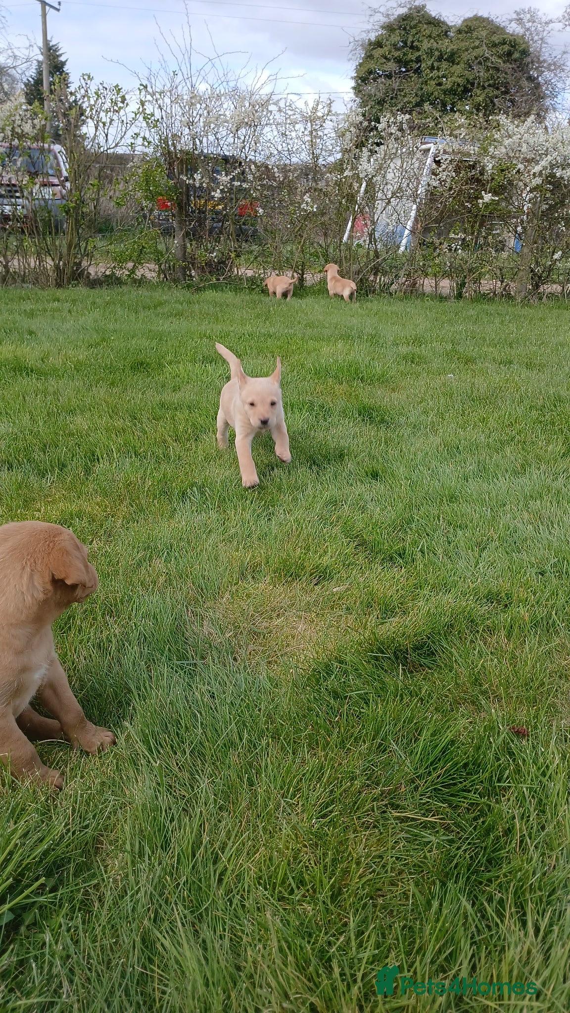 Labrador Retriever dogs  Last Yellow Male!Health checked and microchipped  - Advert 1