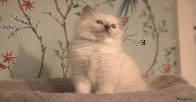 Ragdoll cats - Advert 2