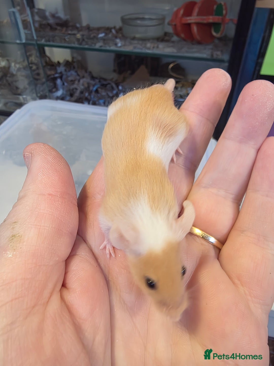 Mouse rodents for sale: Mice, males and females  - Advert 5