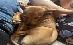 Lurcher dogs for sale: Loving 6Month Old Lurcher Puppy - Image 17