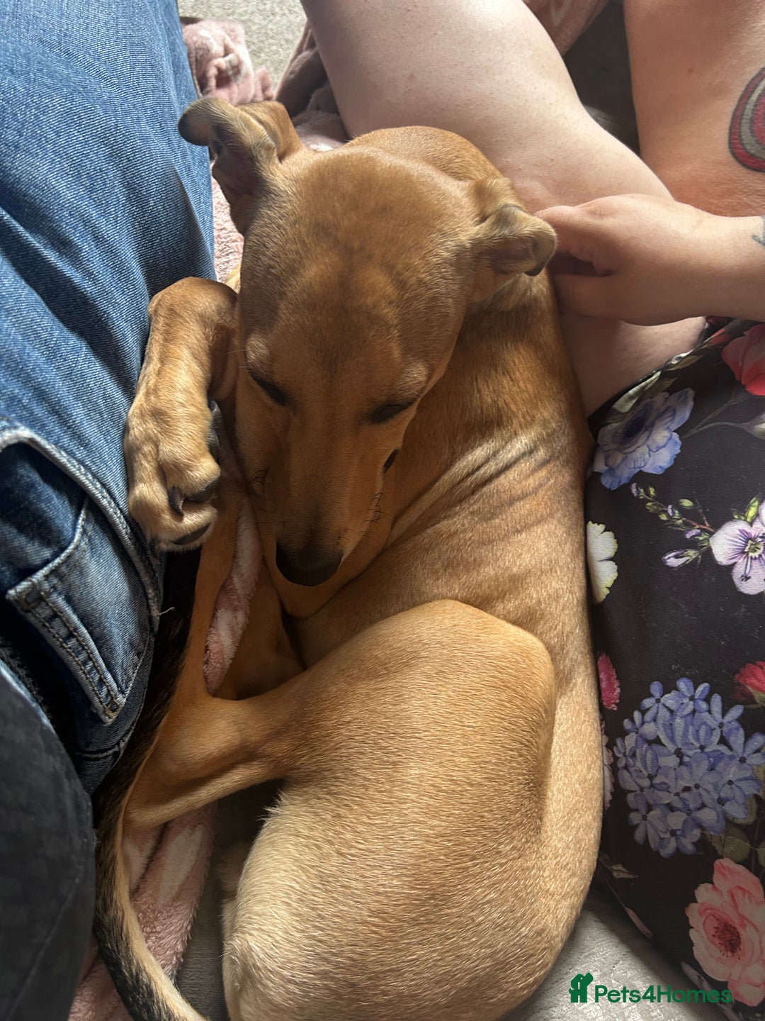 Lurcher dogs for sale: Loving 6Month Old Lurcher Puppy - Image 17