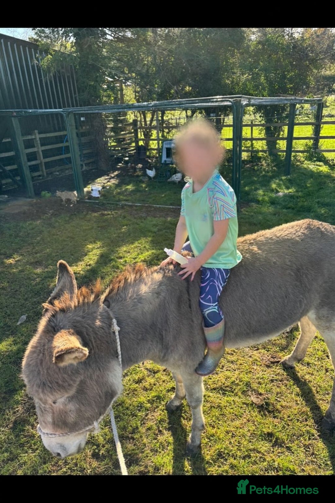 Donkey livestock for sale: 2 female donkeys for sale  - Advert 3