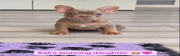 French Bulldog dogs for stud: KING KALI 👑 Fluffy French Bulldog stud - Advert 14