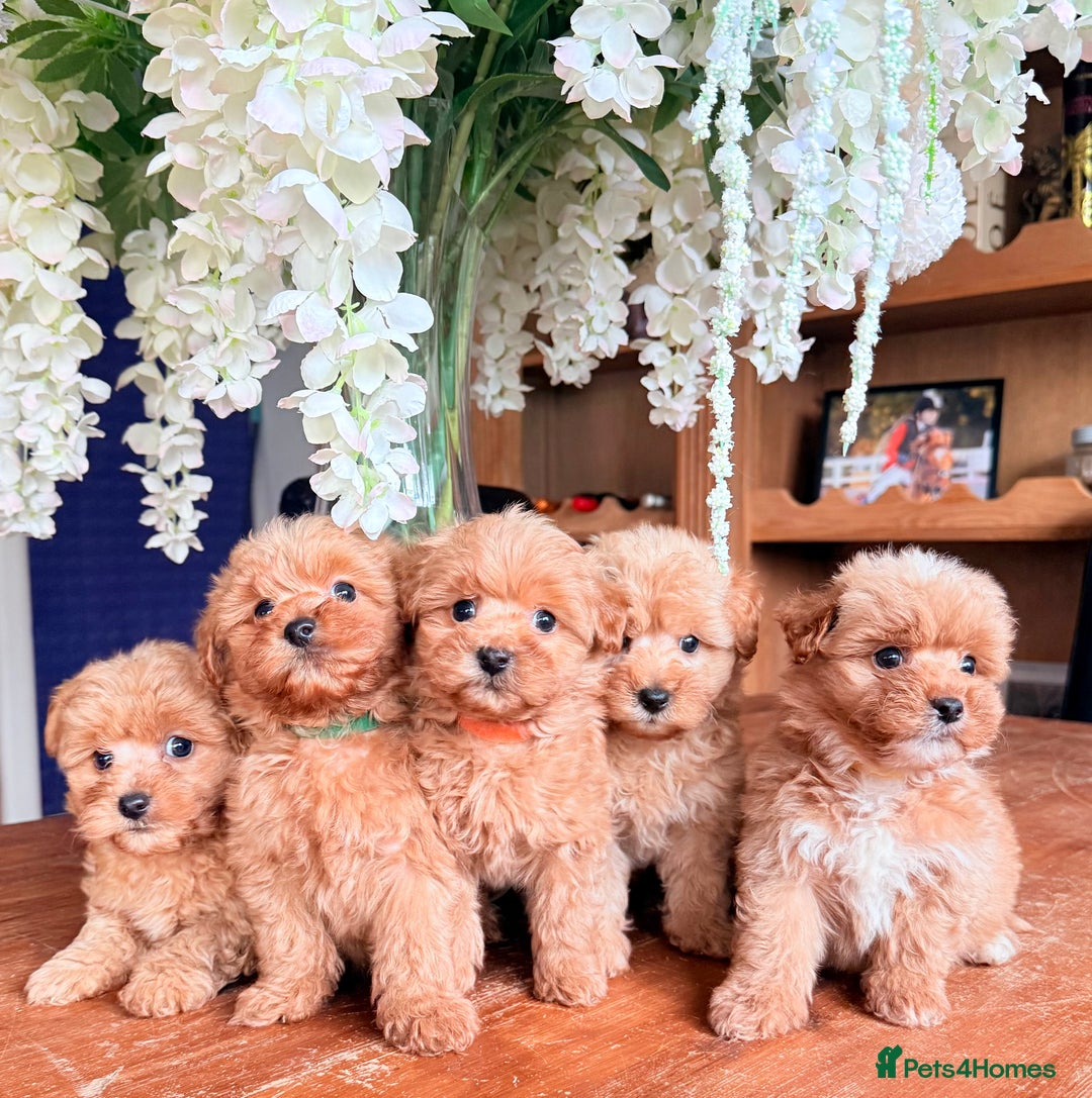 Mixed Breed dogs for sale: STUNNING F1 toy cairn-oodle pups TINY & rare  - Image 18