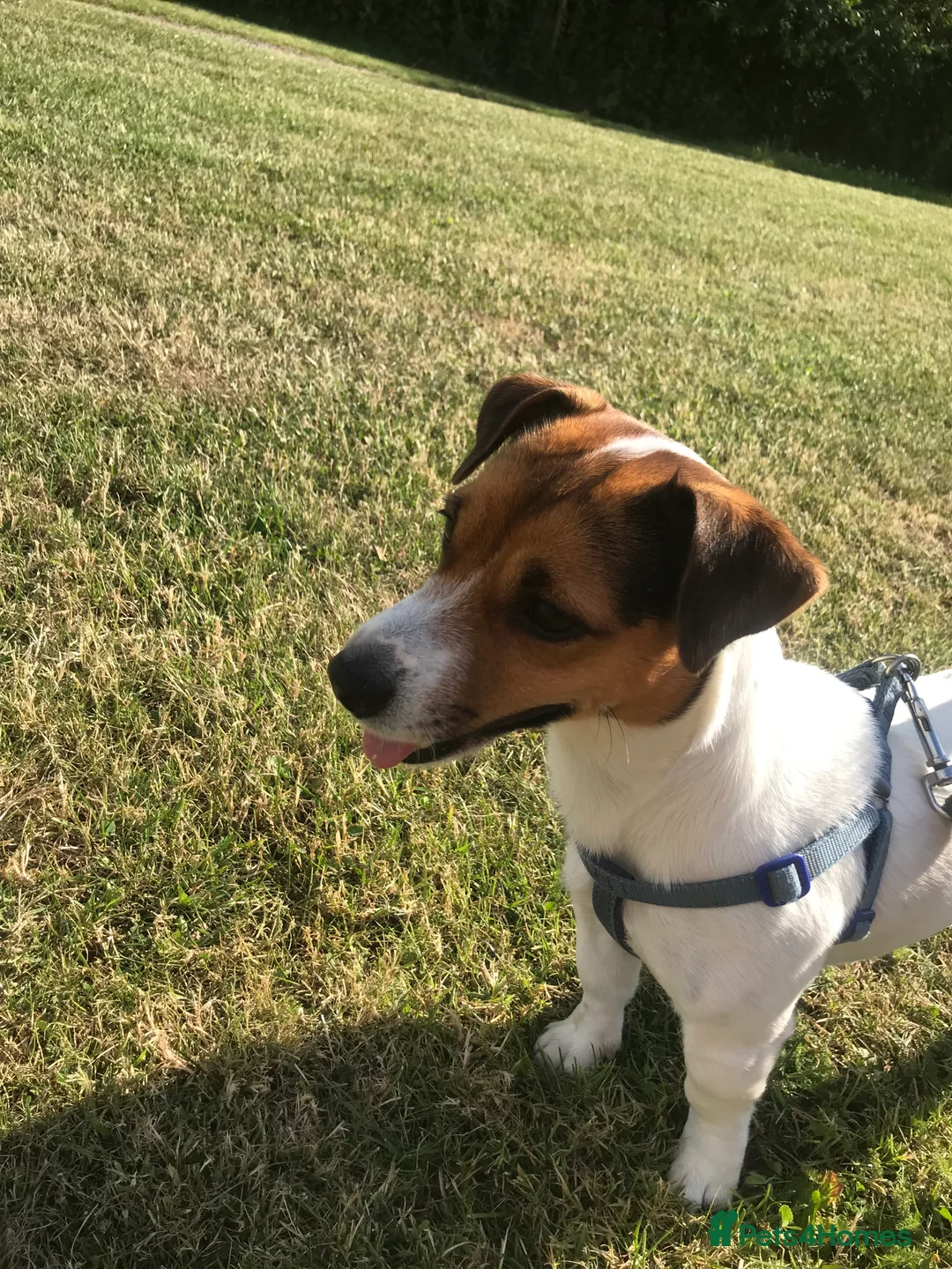 Jack Russell dogs for stud: Proven Short legged true  jack Russell for stud  in Eastleigh - Advert 5