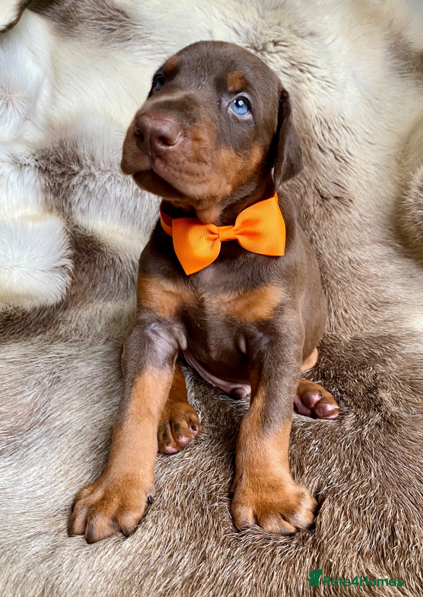 Dobermann dogs *KC REGISTERED* HEALTH TESTED DOBERMAN PUPPIES - Advert 1