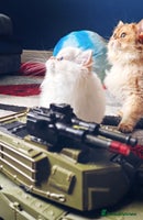 British Longhair cats - Advert 1