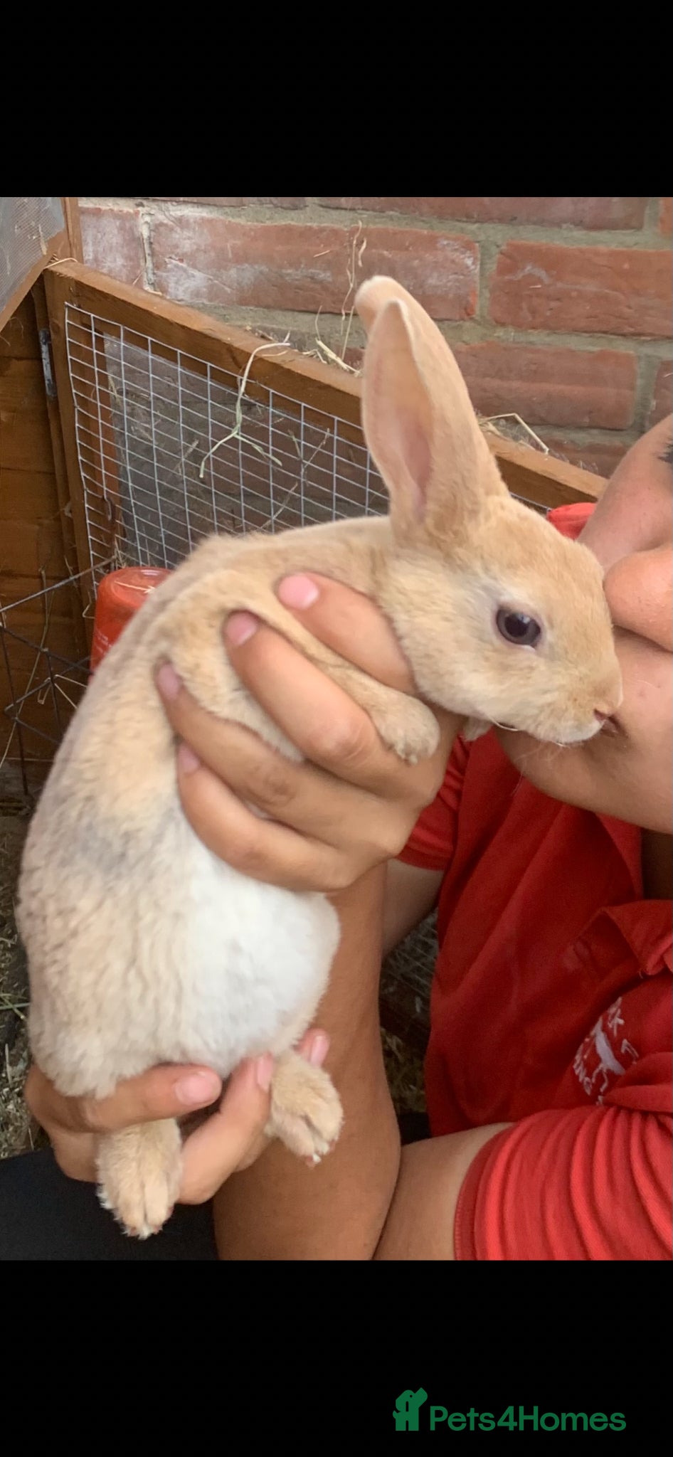 Rex rabbits Gorgeous Mini Rex doe girl - Advert 1