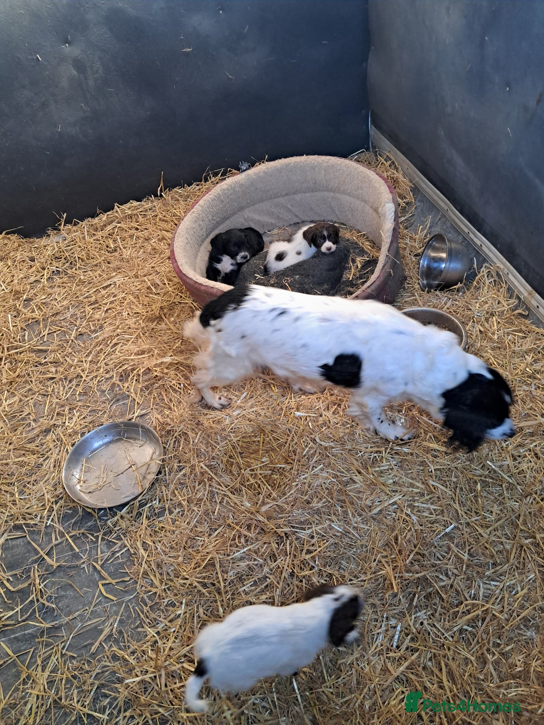 Sprocker dogs for sale: Sprocker Puppies - Advert 1