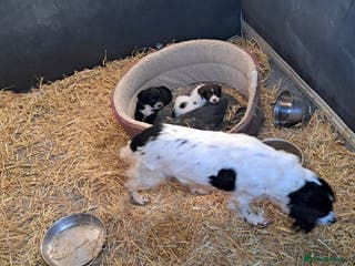 Sprocker dogs Sprocker Puppies - Advert 5