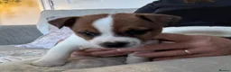 Jack Russell dogs for sale: Jack Russell Puppies in York - Advert 3