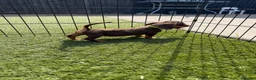 Dachshund dogs for sale: Dachshund  - Advert 16
