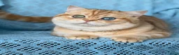 British Shorthair cats for sale: Unique British shorthair golden kittens  - Advert 24